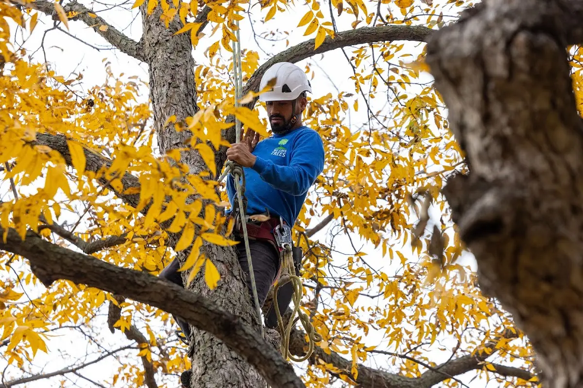 Skilled Tree Trimming crew working in Lahaina